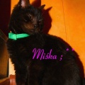 Miśka